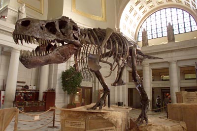 age-dinosaur-bones-1.jpg